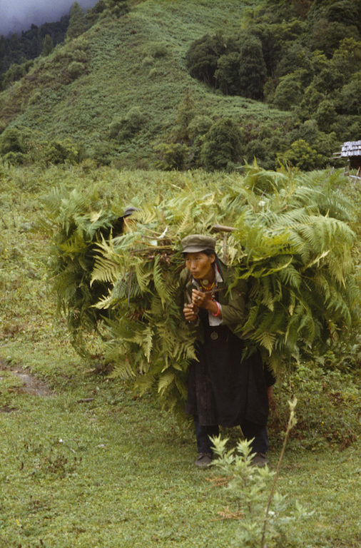 95 D 30 22b 1995 Monpa Woman Carrying Ferns