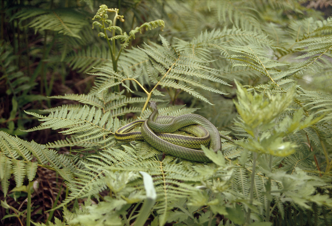 60 14a 1995 Snake Viper on Fern